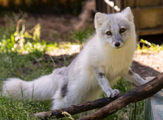 arctic fox / kitsune