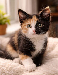 calico